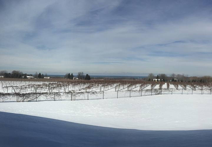 Grape vineyards near North East
